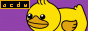 Case Duckworth