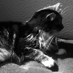 dougal the cat