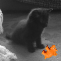 tiny luna and the dinosaur