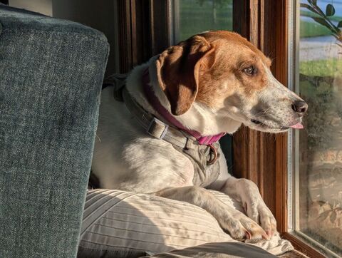 Coonhound in a window sill with her tongue out