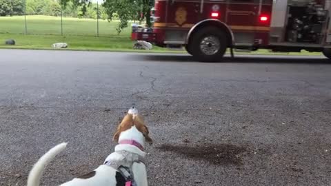Coonhound baying at a passing fire truck